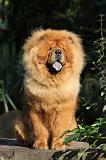 CHOW CHOW 342